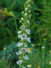 Verbascum chaixii 'Album' bestellen